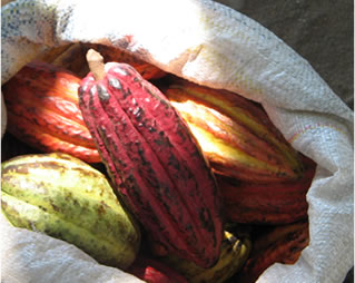 Planta de Cacao. Foto cedidad por  Comalcalco Tabasco Mexico